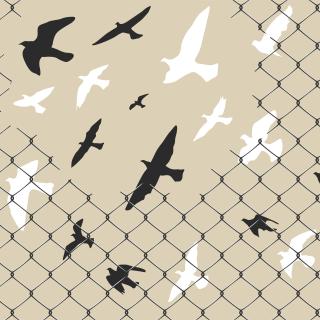 Illustration of black and white birds intertwined with the wire of a gray fence