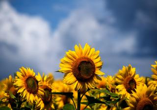 Bright yellow sunflowers stand together, and a blue sky with white fluffy clouds is behind them.