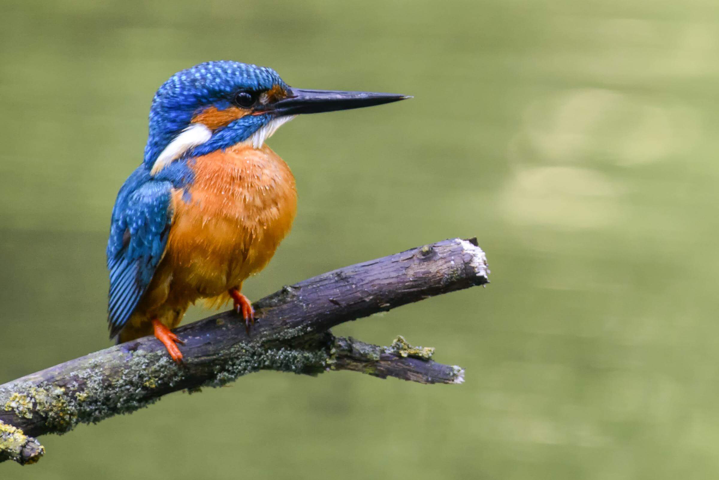 Poem: Kingfisher | UU World Magazine